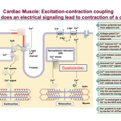 Focus figure 9.2 excitation-contraction coupling