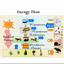 Energy flow in ecosystems worksheet answers